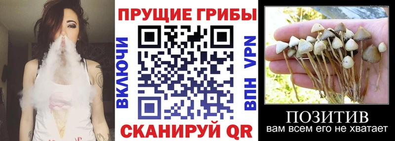 ОМГ ОМГ как войти  цена   Александровское  Псилоцибиновые грибы ЛСД 